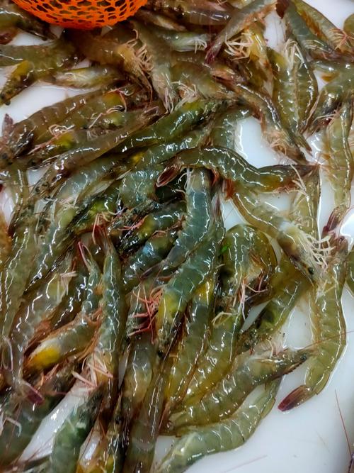 长沙马王堆基围虾价格-图2