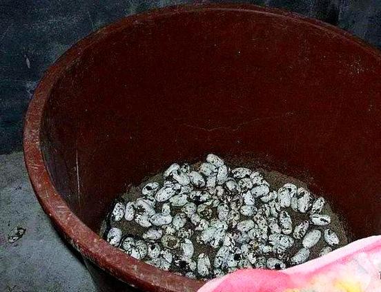 水律蛇苗开口关键技术有哪些？-图2