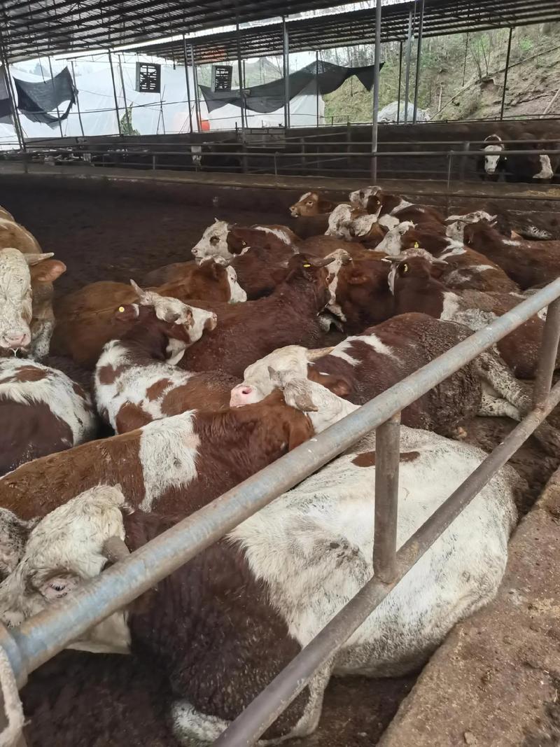 2025年架子牛价格会涨还是跌？-图1