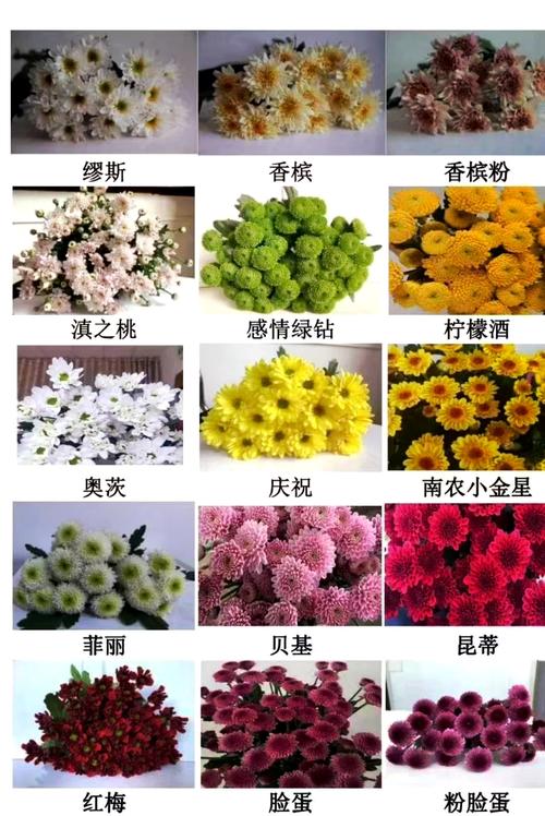 今年最火雏菊品种究竟是什么？-图1