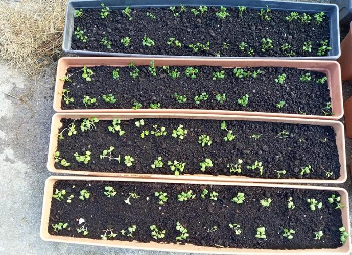 小白菜怎么种才能又高产又好？-图2