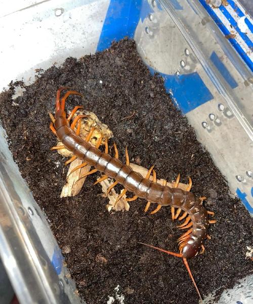 哪种蜈蚣最凶猛？-图1