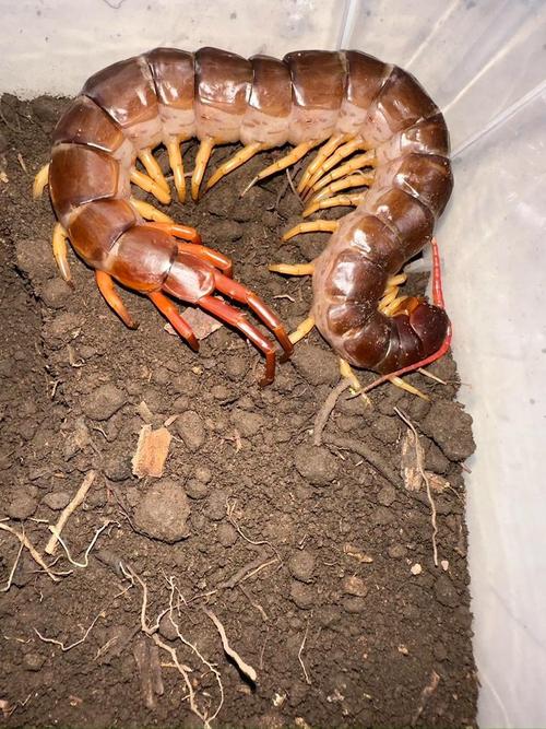 哪种蜈蚣最凶猛？-图2