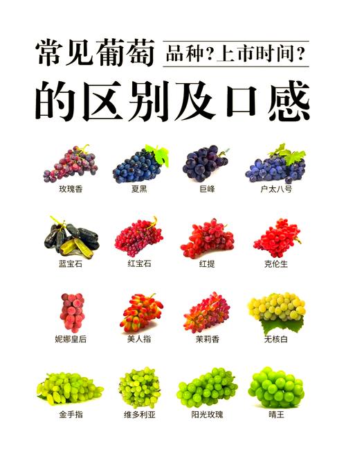 有没有味可葡萄品种？-图2