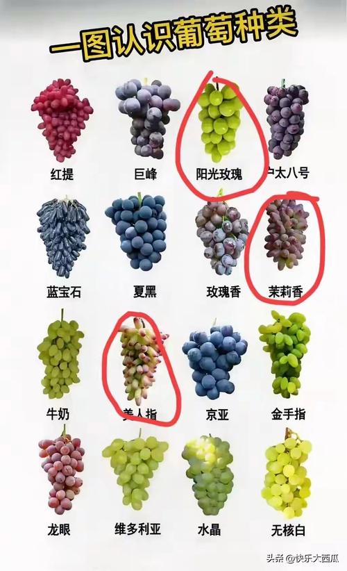 有没有味可葡萄品种？-图1