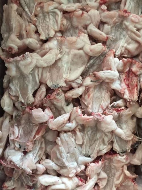 广东市场牛蛙价格行情-图2