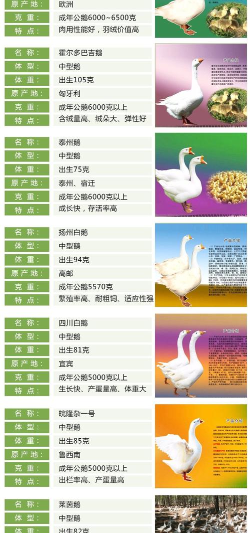 最新鹅优良品种有哪些？-图1