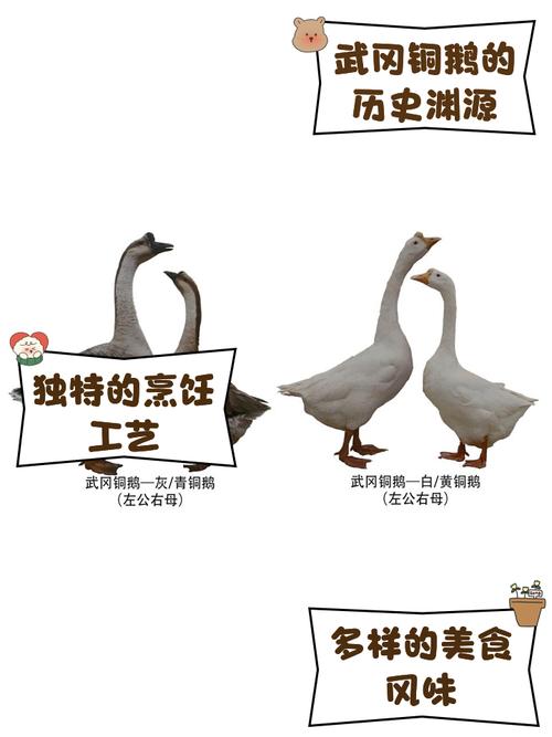 最新鹅优良品种有哪些？-图3