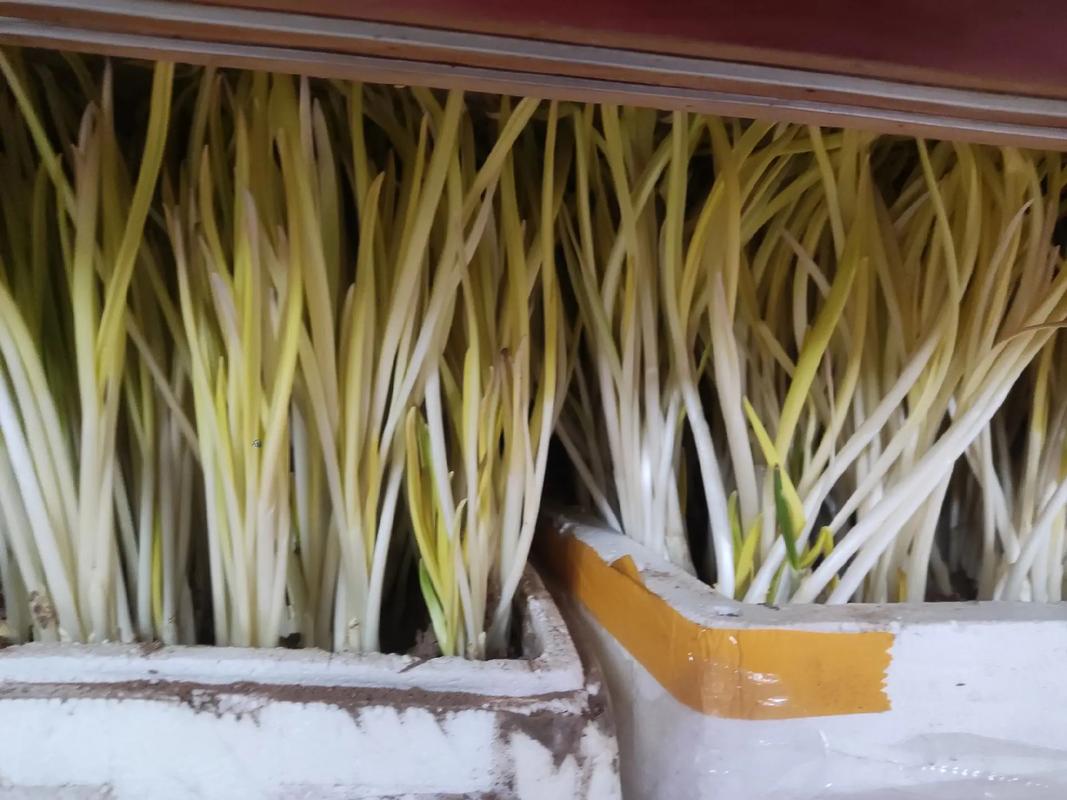 四季蒜黄怎么种？视频教你关键技术！-图1