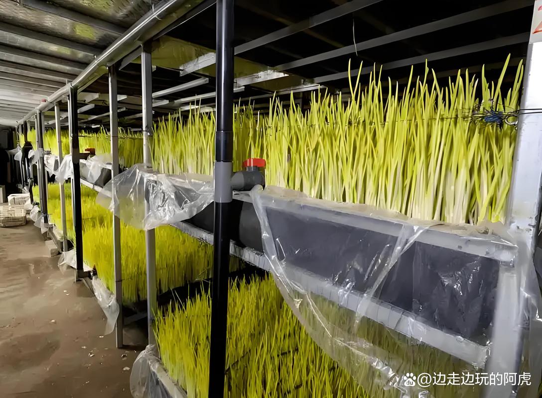 四季蒜黄怎么种？视频教你关键技术！-图2