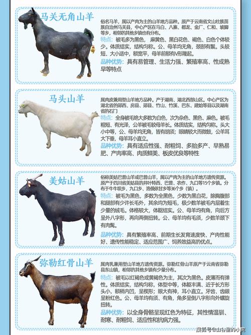 养羊什么品种利润最高？-图1