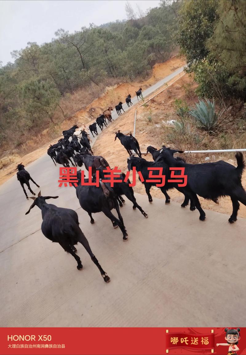 养羊什么品种利润最高？-图2