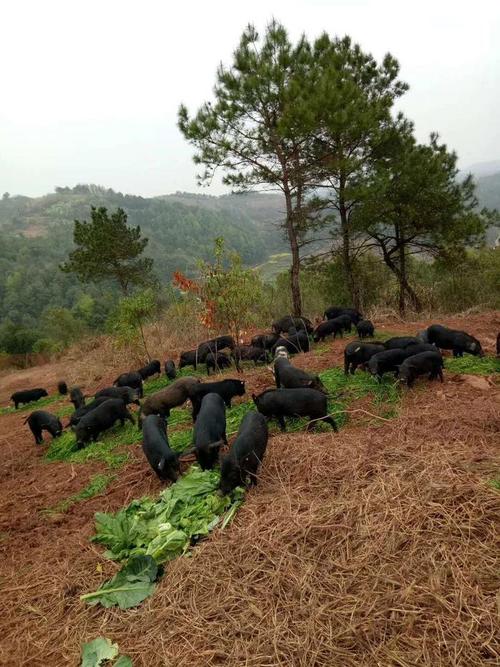 黑香猪养殖技术视频，新手能学会吗？-图3
