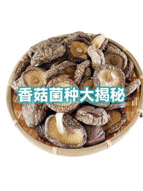 香菇种植技术与菌种，关键要点有哪些？-图1