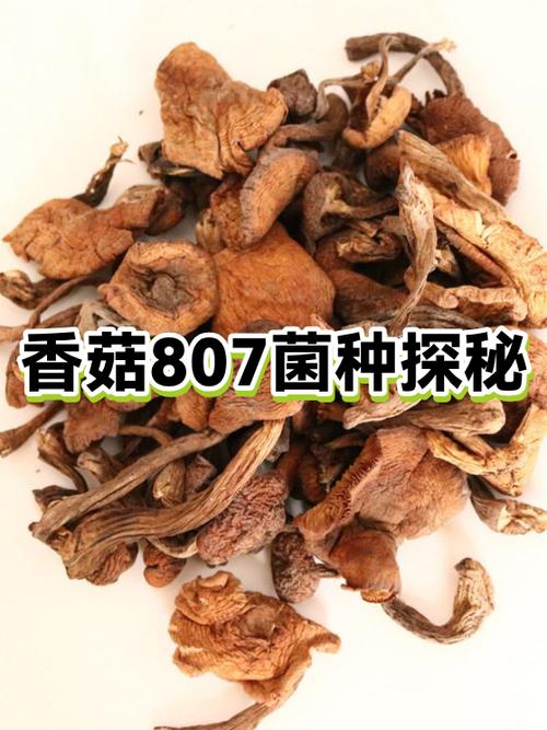 香菇种植技术与菌种，关键要点有哪些？-图2