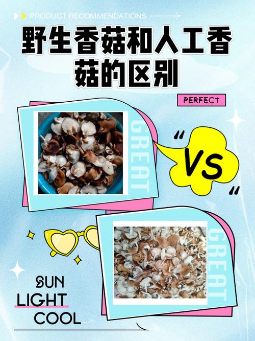 香菇种植技术与菌种，关键要点有哪些？-图3