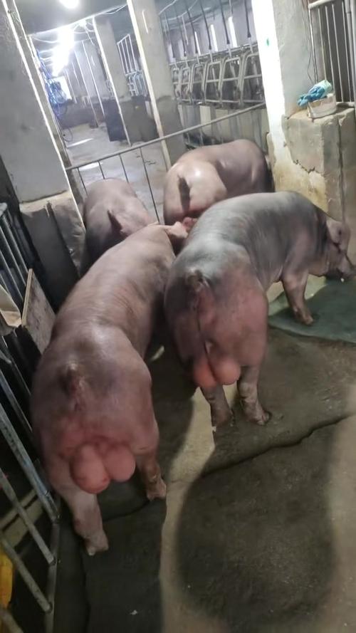 杜洛克猪有哪些核心品种特征？-图1