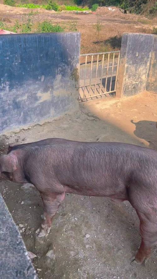 杜洛克猪有哪些核心品种特征？-图2