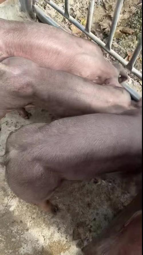 杜洛克猪有哪些核心品种特征？-图3