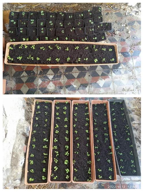 早春露地白菜怎么种才能高产？-图2