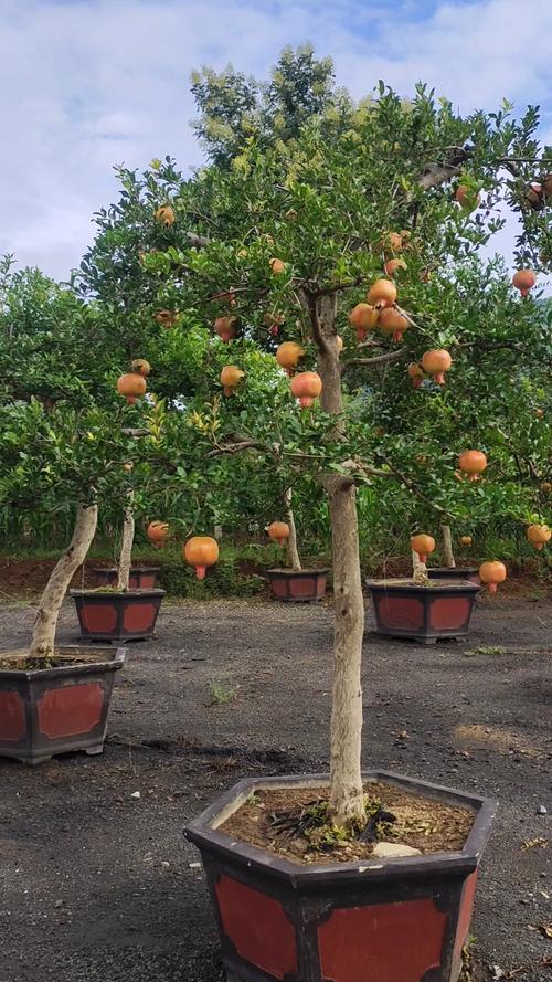 常见景观树品种有哪些？-图1