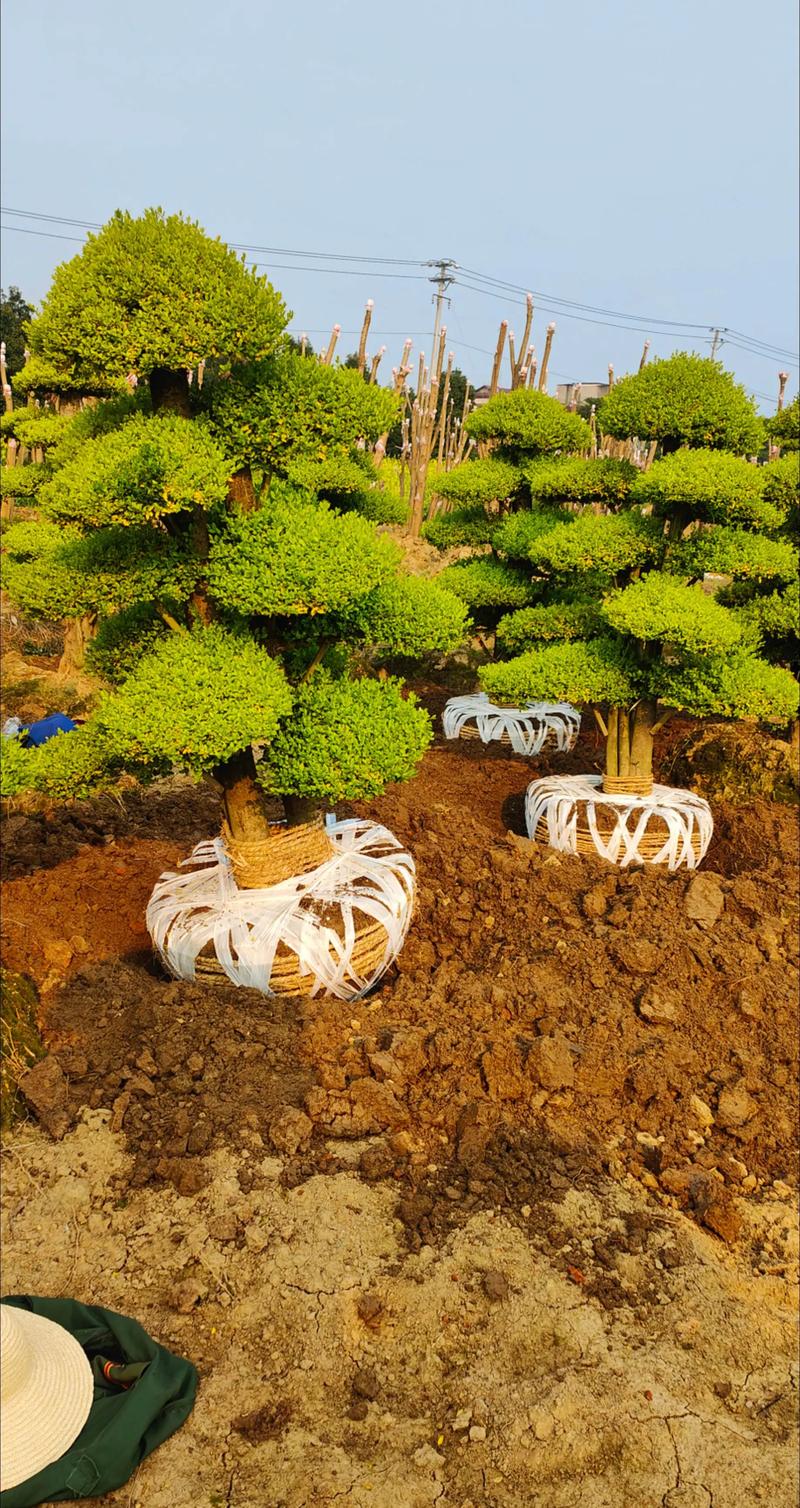 常见景观树品种有哪些？-图3