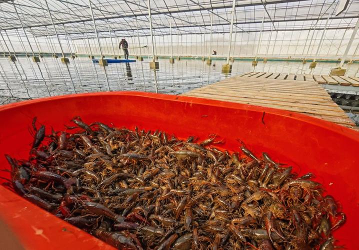 家小龙虾养殖技术视频，新手能学会吗？-图1