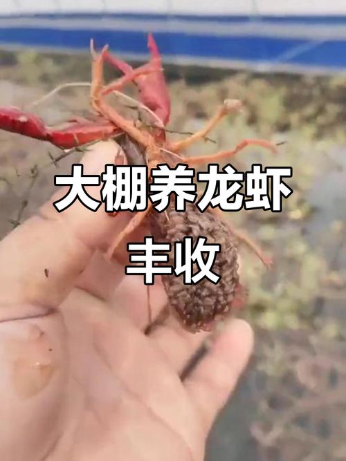 家小龙虾养殖技术视频，新手能学会吗？-图2