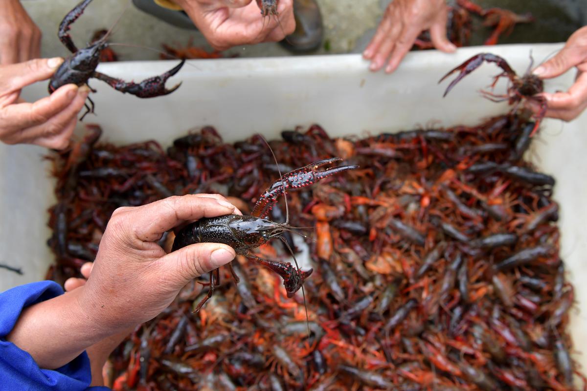 家小龙虾养殖技术视频，新手能学会吗？-图3