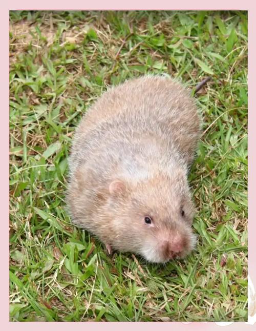 云南竹鼠有哪些常见品种？-图1