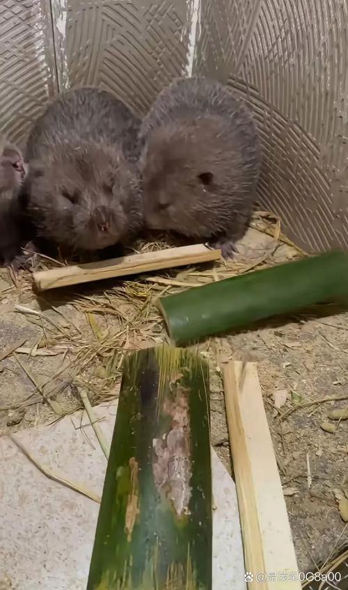 云南竹鼠有哪些常见品种？-图3