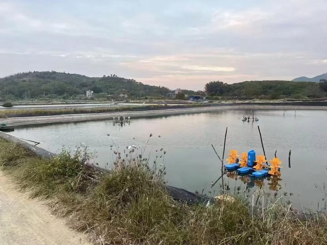 奥洲淡水龙虾养殖技术有哪些要点？-图1