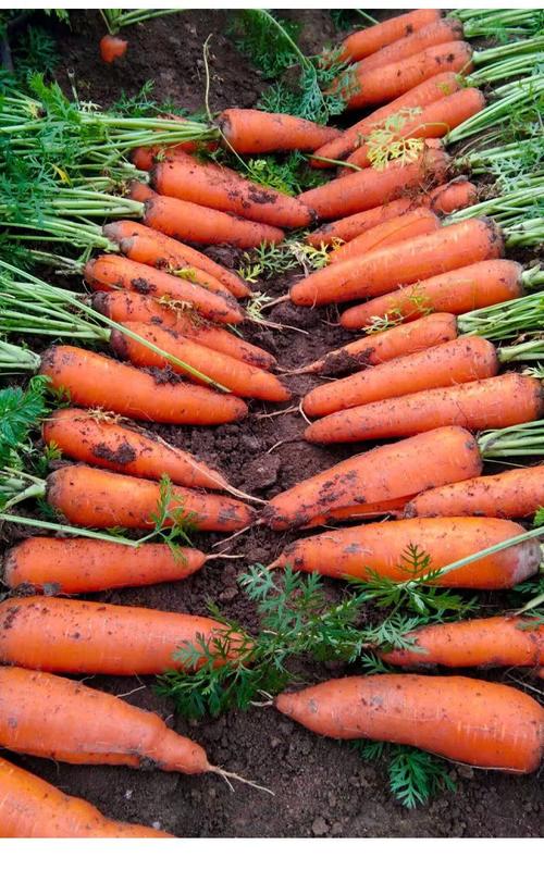 春季种红萝卜，哪些品种更适合？-图2