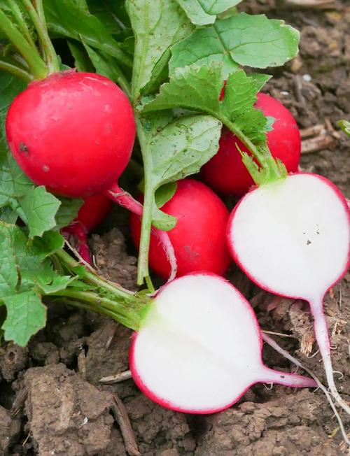 春季种红萝卜，哪些品种更适合？-图3