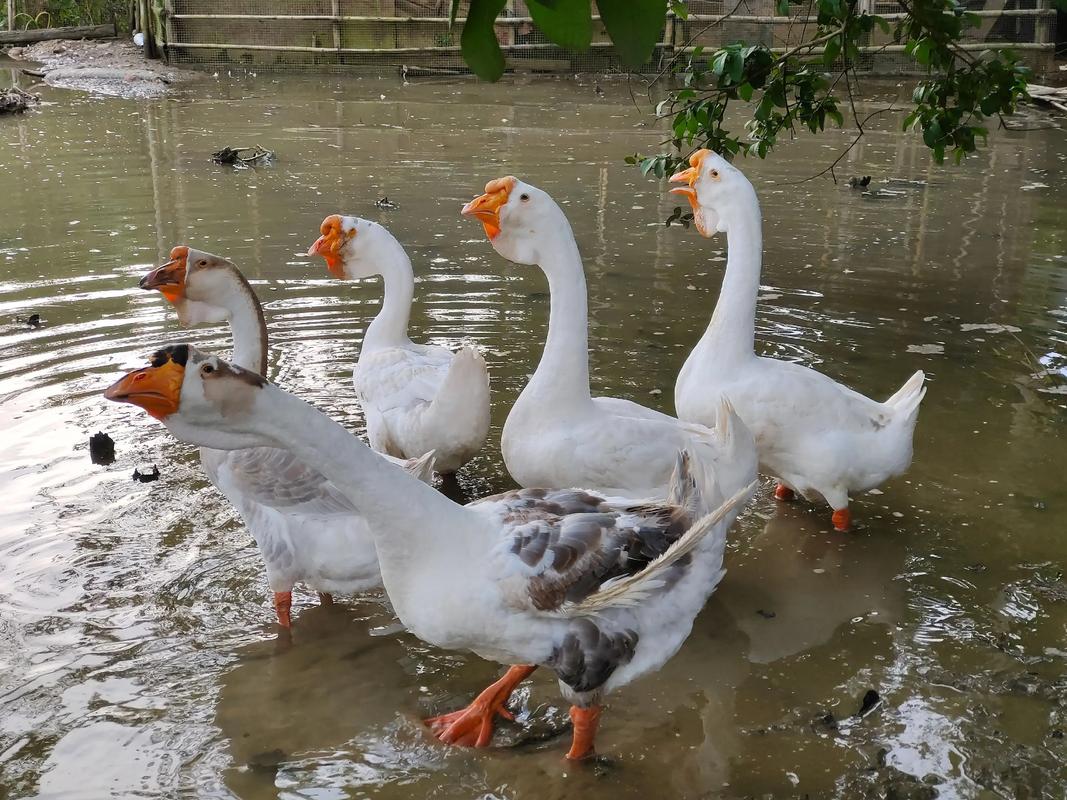 广西有哪些优质鹅品种？-图1