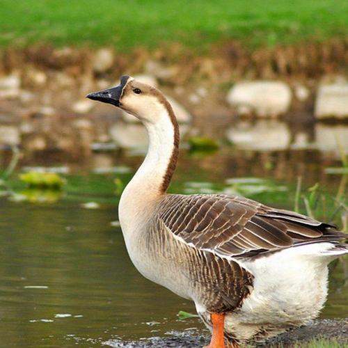 广西有哪些优质鹅品种？-图3