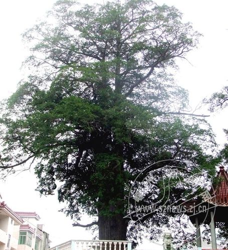 红豆衫10年树价格图？价格走势如何？-图1