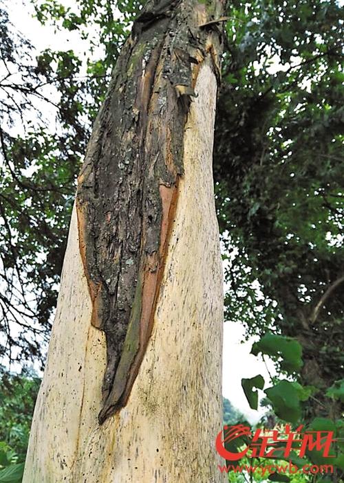 红豆衫10年树价格图？价格走势如何？-图2