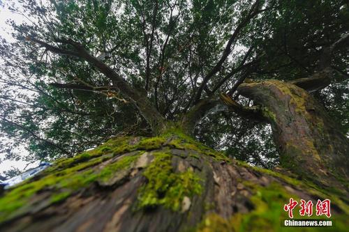 红豆衫10年树价格图？价格走势如何？-图3