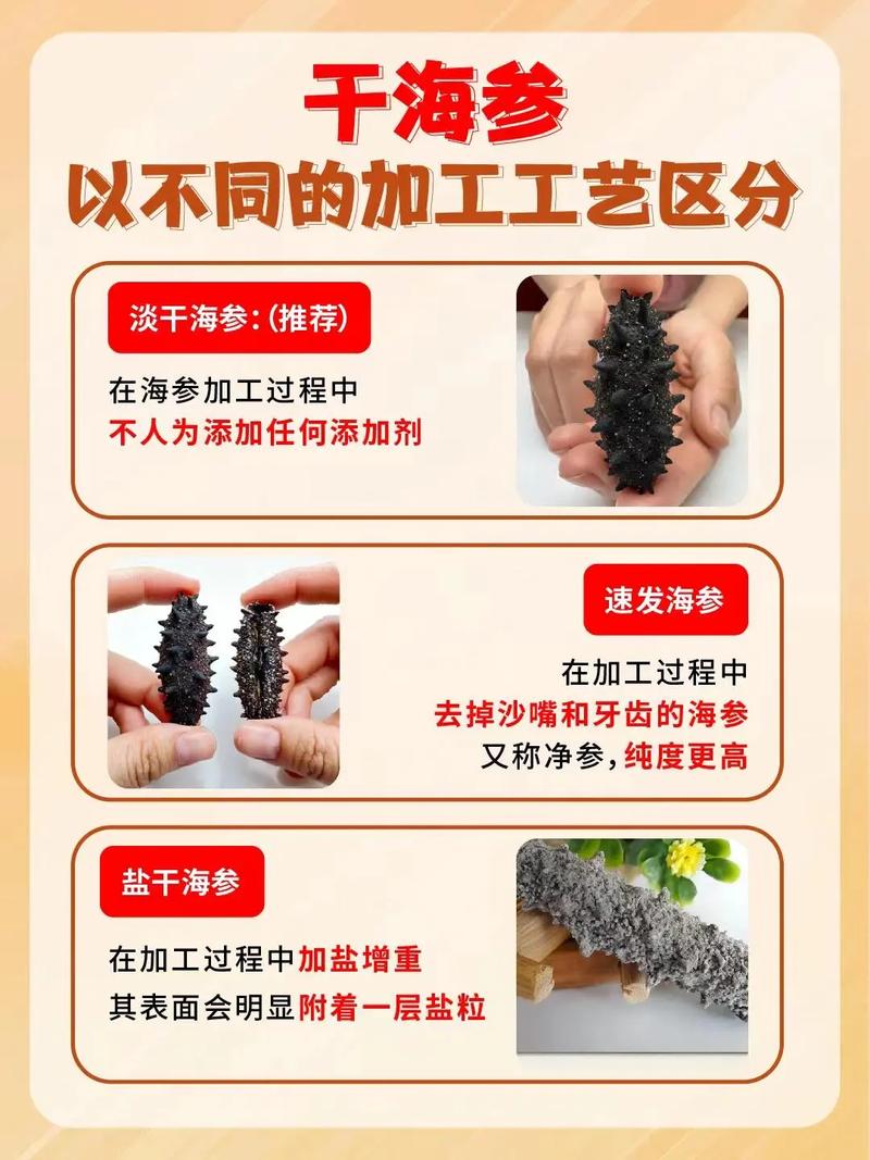 养殖海参价格多少一斤？-图3