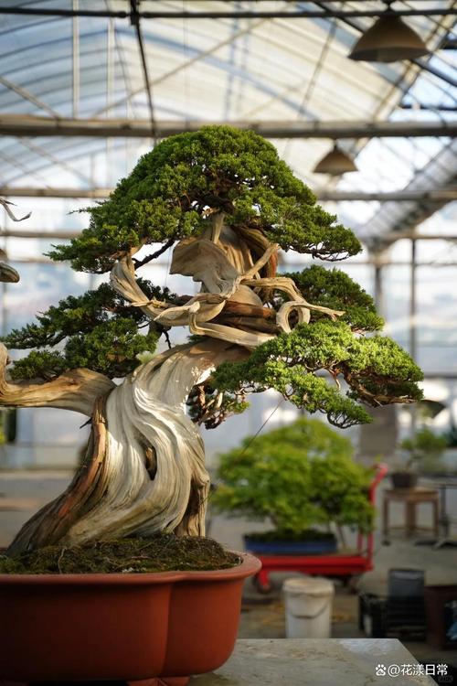 哪些盆景品种最有价值？-图3