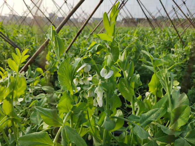 荷兰豆种植技术视频，新手必看要点？-图1