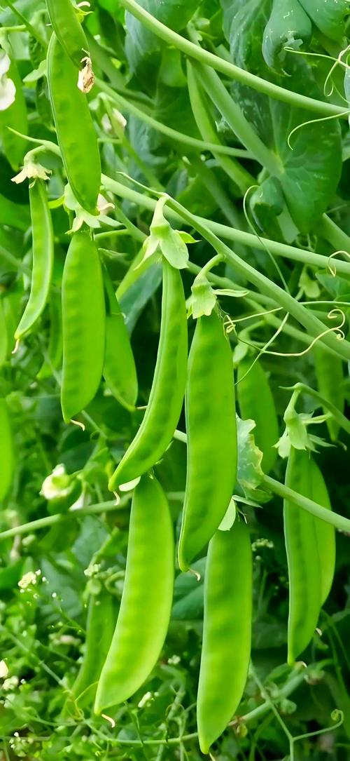 荷兰豆种植技术视频，新手必看要点？-图2