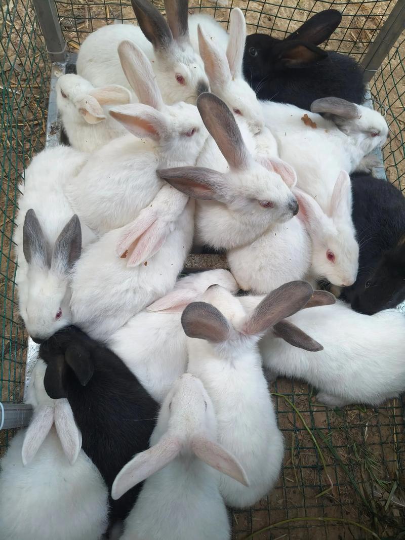 哪些兔子品种最适合养殖？-图2