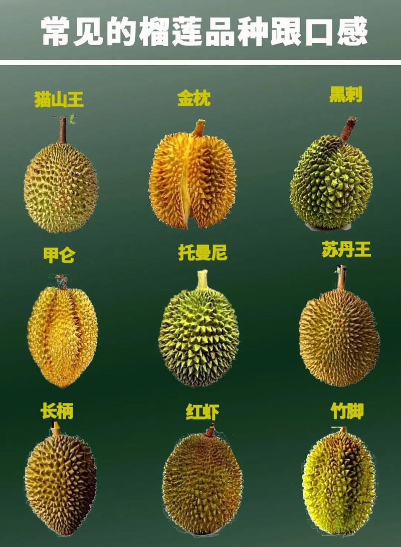 榴莲品种到底有多少种？-图1