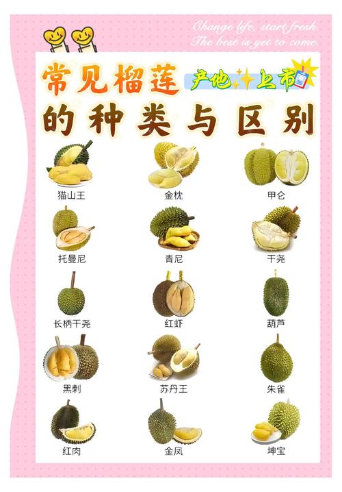 榴莲品种到底有多少种？-图2