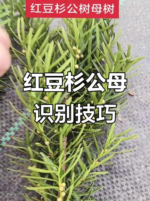 红豆杉品种如何快速分辨？-图1