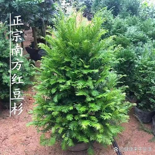 红豆杉品种如何快速分辨？-图3