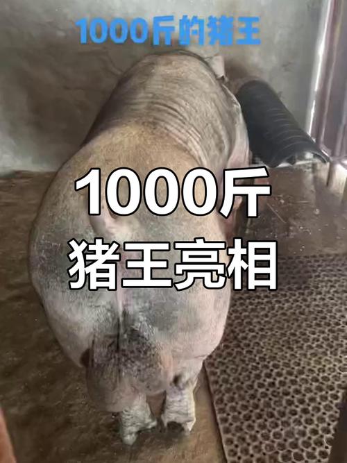 啥品种猪又大又长？-图1