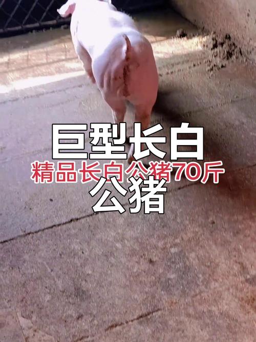 啥品种猪又大又长？-图2